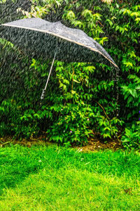 Wet grass on field