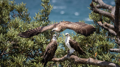 Ospreys on tree against sea