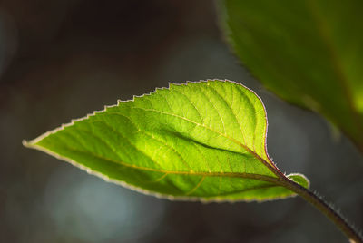 Close-up of green leaves