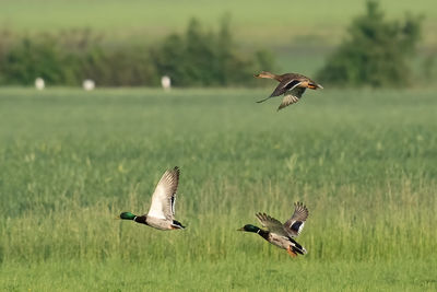 Bird flying over a field