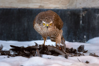 Close-up of owl perching outdoors