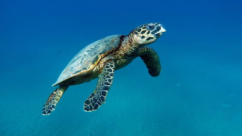 Hawksbill sea turtle , hawksbill turtle - eretmochelys imbricata.