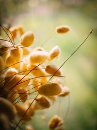 Close-up of plant against blurred background