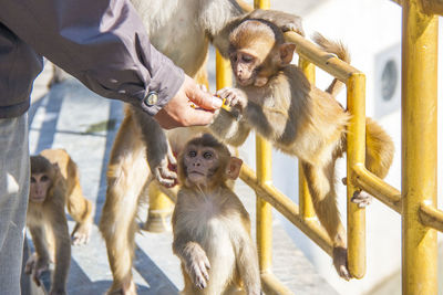 Midsection of man feeding monkeys on railing