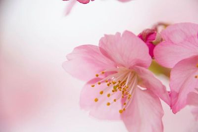 Close-up of pink flowers