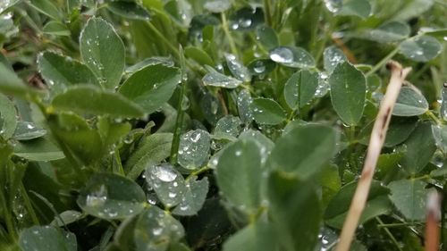 Close-up of raindrops on leaves