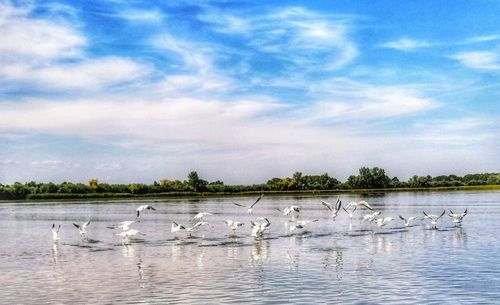 Birds in a lake