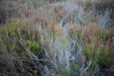 Plants growing on field