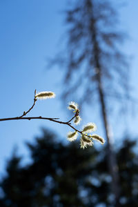 Low angle view of plant on snow covered tree