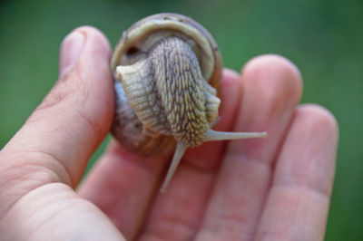 Cropped hand holding snail