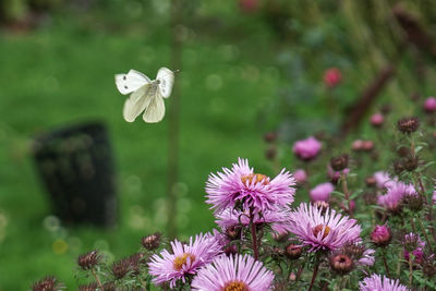 Close-up of coneflowers blooming on field