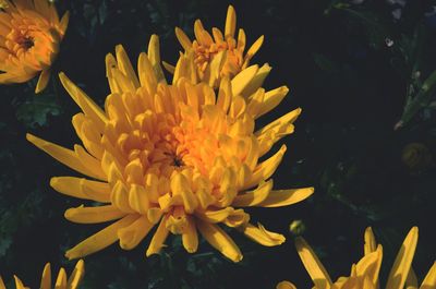 Close-up of yellow flowers blooming outdoors