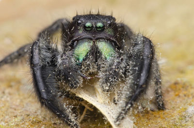 Close-up of spider