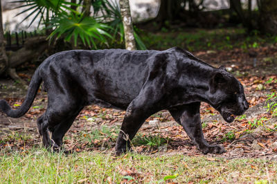 Side view of black dog on field