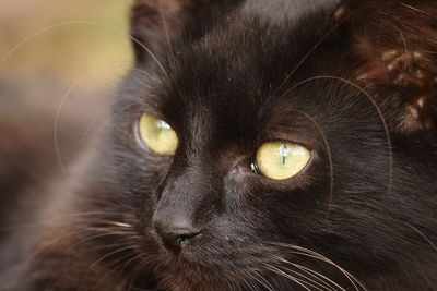 Close-up portrait of black cat