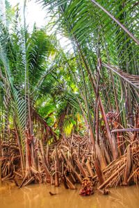 Close-up of palm trees in forest