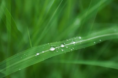 High angle view of wet grass