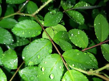 Full frame shot of wet leaves