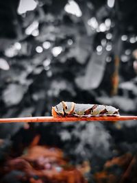 Close-up of orange butterfly on leaf