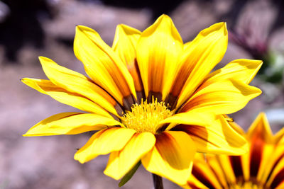 Close-up of yellow flower