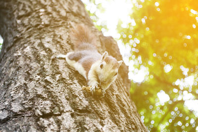 Low angle portrait of squirrel holding peanut shell on tree trunk