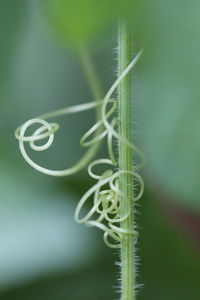 Close-up of green plant