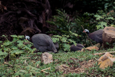 View of birds on land