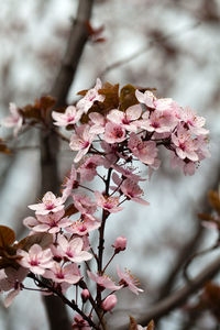 Close-up of pink cherry blossoms in spring