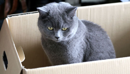 High angle view of shorthair cat in box