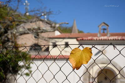 Close-up of maple leaf against clear sky