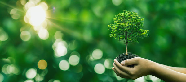 Close-up of hand holding small plant