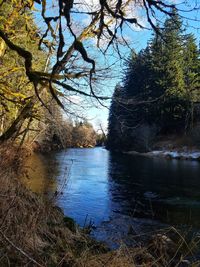 Scenic view of river in forest against sky