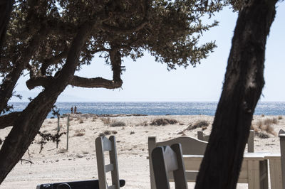 Trees on beach against sky