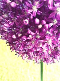 Close-up of purple flowers