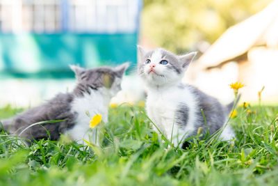 Cat relaxing on field