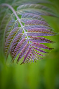 Close-up of purple flowering plant