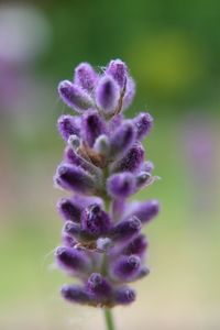 Close-up of purple flower