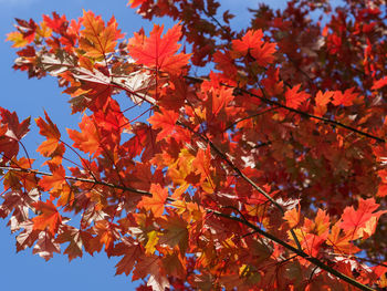 Low angle view of maple tree