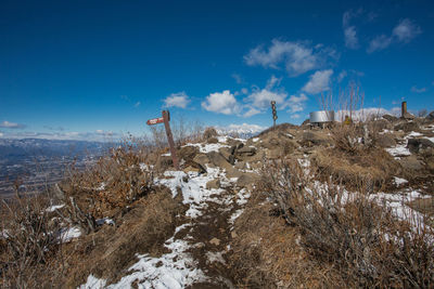 Plants on snow covered land against blue sky