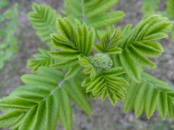 Close-up of leaves