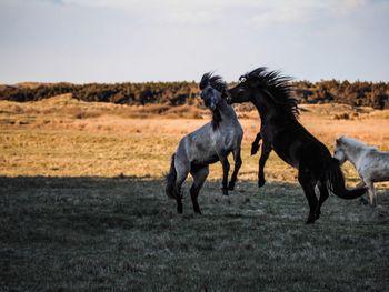 Horses grazing in a field