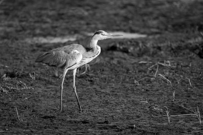 Close-up of grey heron on field