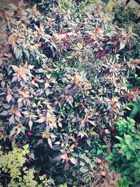 Leaves of flowers on plant during autumn