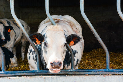 Portrait of cow in farm