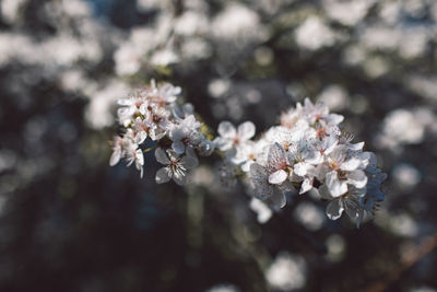 Close-up of cherry blossom