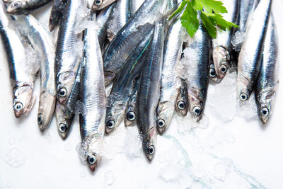 High angle view of fish for sale