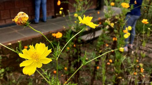 Close-up of yellow flowering plant