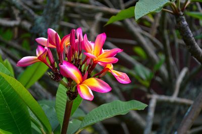 Close-up of pink flowers