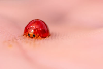 Close-up of ladybug on leaf