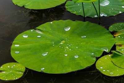 Close-up of water drops on leaves floating on lake